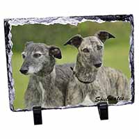 Whippet Dogs 