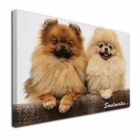 Pomeranian Dogs 