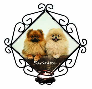 Pomeranian Dogs 