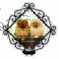Pomeranian Dogs 