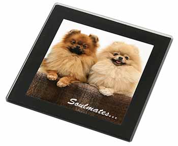 Pomeranian Dogs 