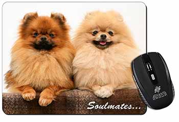 Pomeranian Dogs 