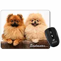 Pomeranian Dogs 