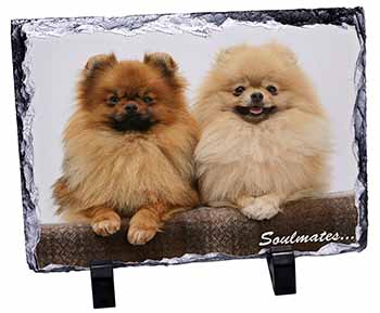 Pomeranian Dogs 