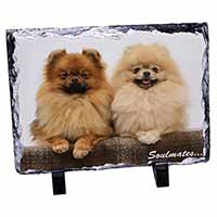 Pomeranian Dogs 