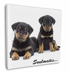 Rottweiler Puppy Dogs 