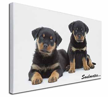 Rottweiler Puppy Dogs 