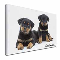 Rottweiler Puppy Dogs 