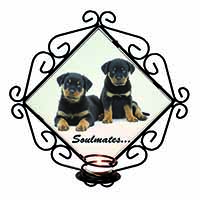 Rottweiler Puppy Dogs 