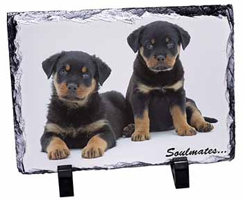 Rottweiler Puppy Dogs 