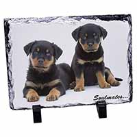 Rottweiler Puppy Dogs 