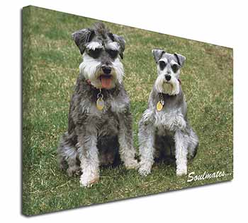 Schnauzer Dogs 