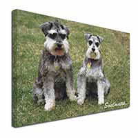 Schnauzer Dogs 