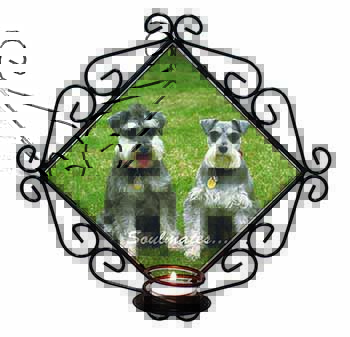 Schnauzer Dogs 