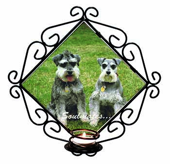 Schnauzer Dogs 