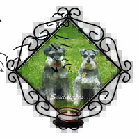 Schnauzer Dogs 