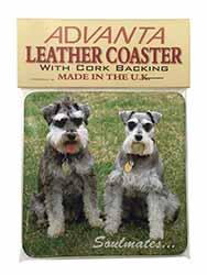 Schnauzer Dogs 