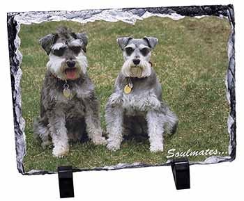 Schnauzer Dogs 