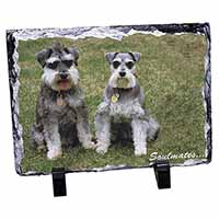 Schnauzer Dogs 