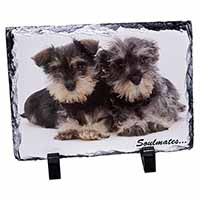 Schnauzer Puppy Dogs 