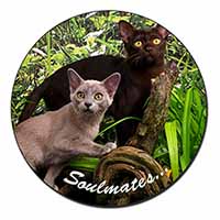 Burmese Cats 