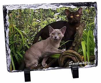 Burmese Cats 