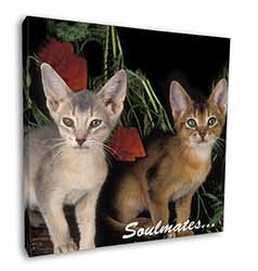 Abyssinian Kittens 