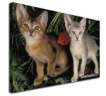 Abyssinian Kittens 