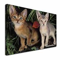 Abyssinian Kittens 