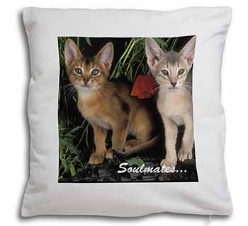 Abyssinian Kittens 