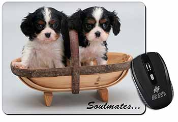 King Charles Puppies 