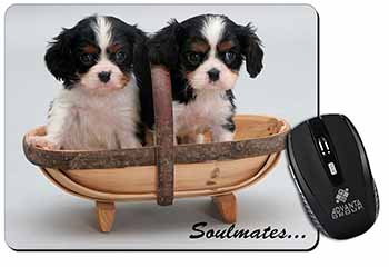 King Charles Puppies 