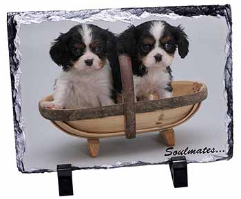 King Charles Puppies 