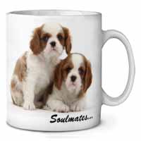 King Charles Pups 