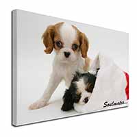 King Charles Spaniel Dogs 