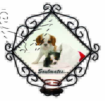 King Charles Spaniel Dogs 