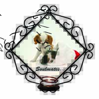 King Charles Spaniel Dogs 
