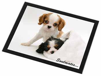 King Charles Spaniel Dogs 