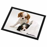 King Charles Spaniel Dogs 