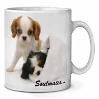 King Charles Spaniel Dogs 