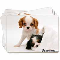 King Charles Spaniel Dogs 