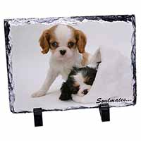 King Charles Spaniel Dogs 