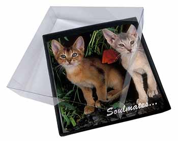 4x Abyssinian Kittens 