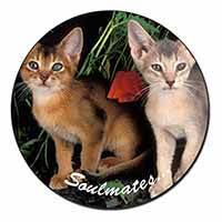 Abyssinian Kittens 