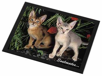 Abyssinian Kittens 