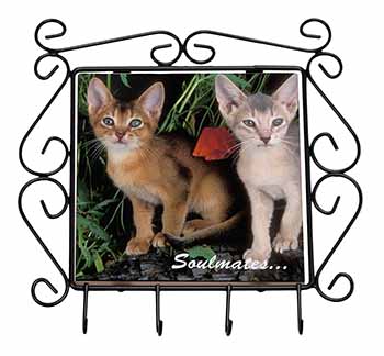 Abyssinian Kittens 