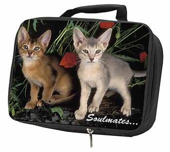 Abyssinian Kittens 