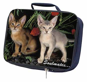 Abyssinian Kittens 