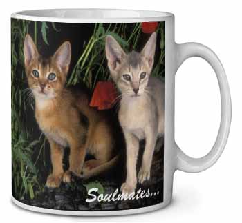 Abyssinian Kittens 