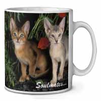 Abyssinian Kittens 